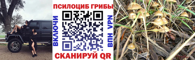 Псилоцибиновые грибы Psilocybine cubensis  Купить закладки  Гатчина 